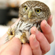 Illustration for article titled Owls